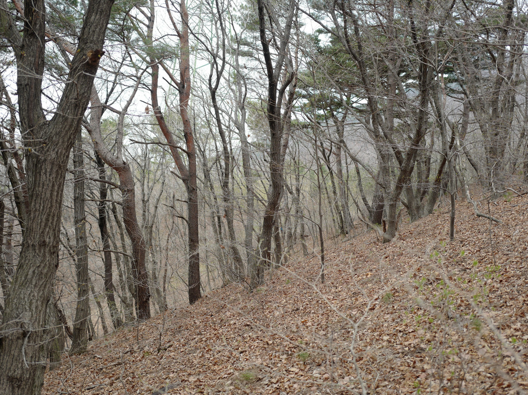 Yumyeongsan Mountain景点图片