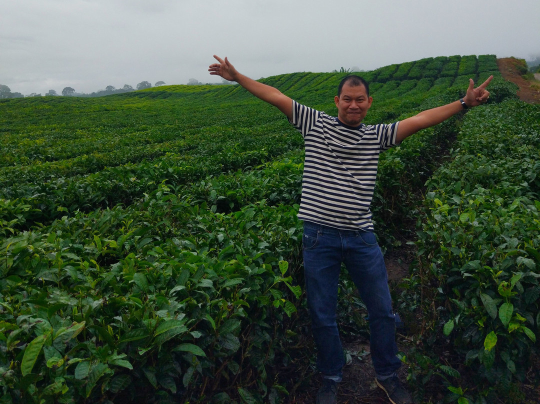 Sidamanik Tea Farm-Simalungun必去景点