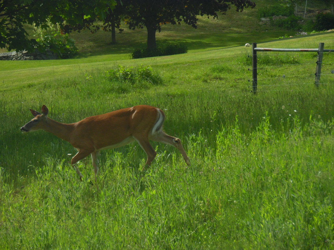 Blow-Me-Down Bridge-Cornish必去景点