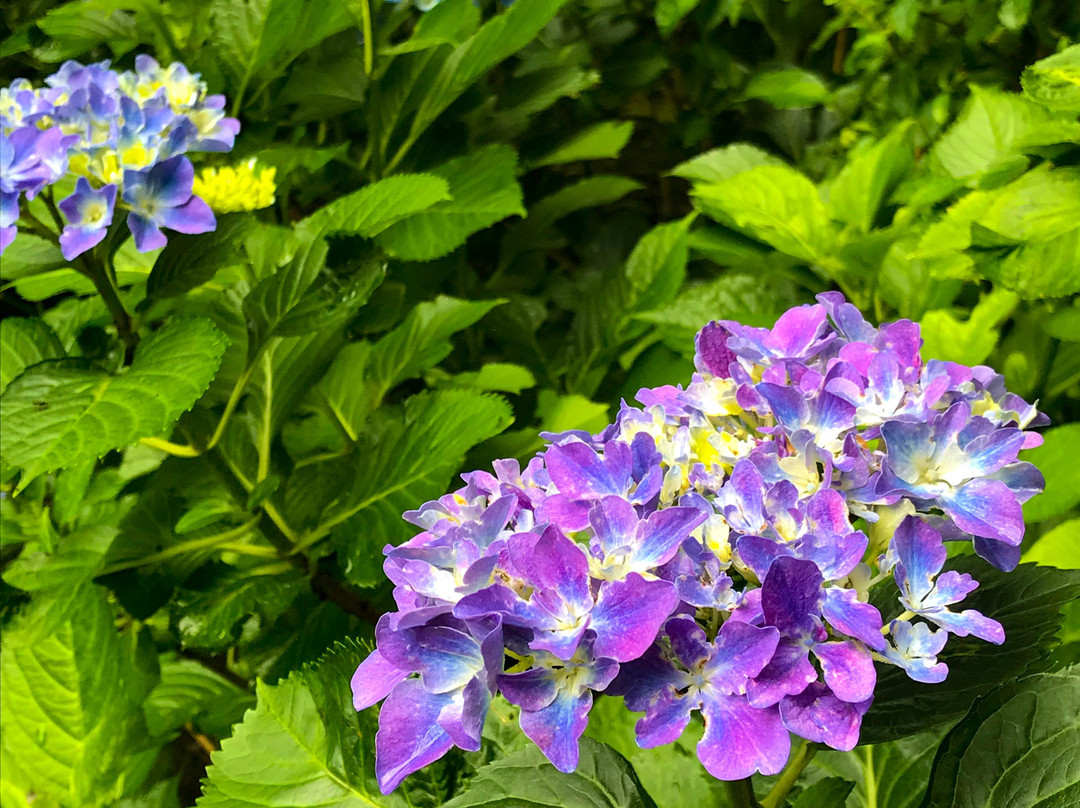 Kurobanejoshi Park-太田原市必去景点