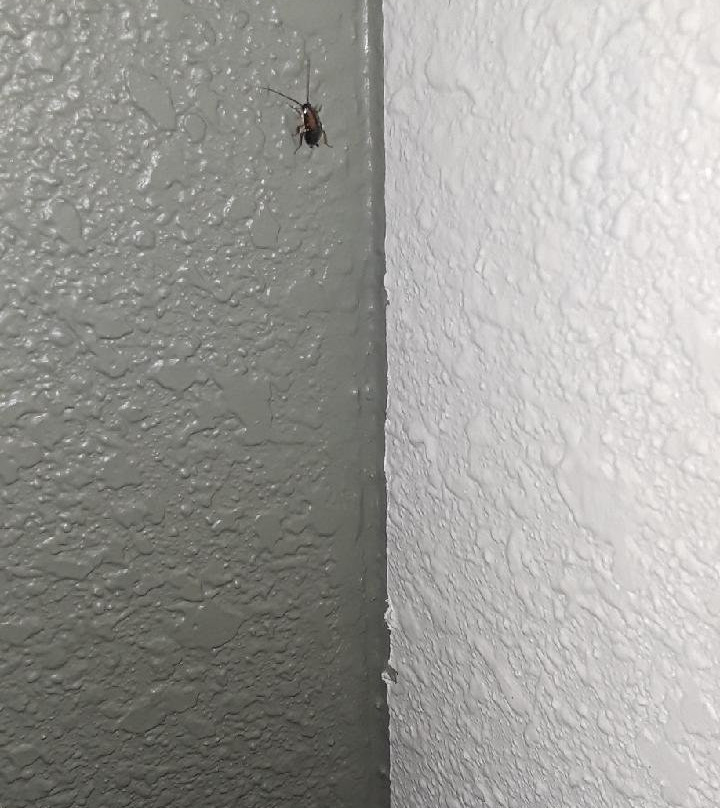 Booneslick Lodge Jane主图