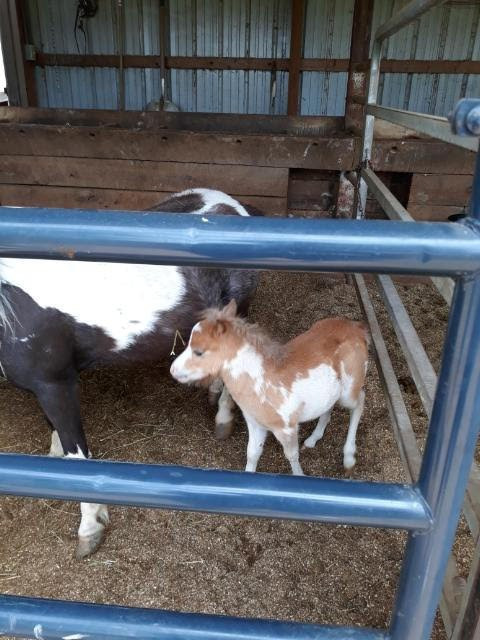 Li'l Country Store and Miniature Horse Farm景点图片