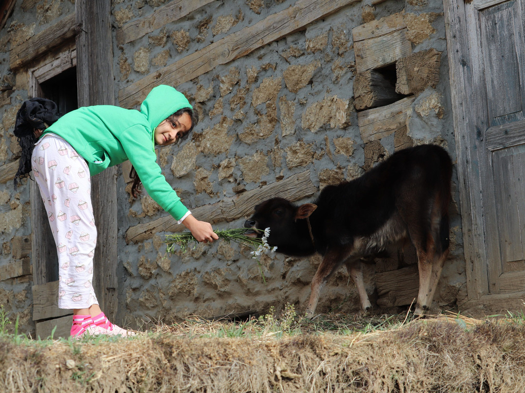 NotOnMap Mystic Village主图