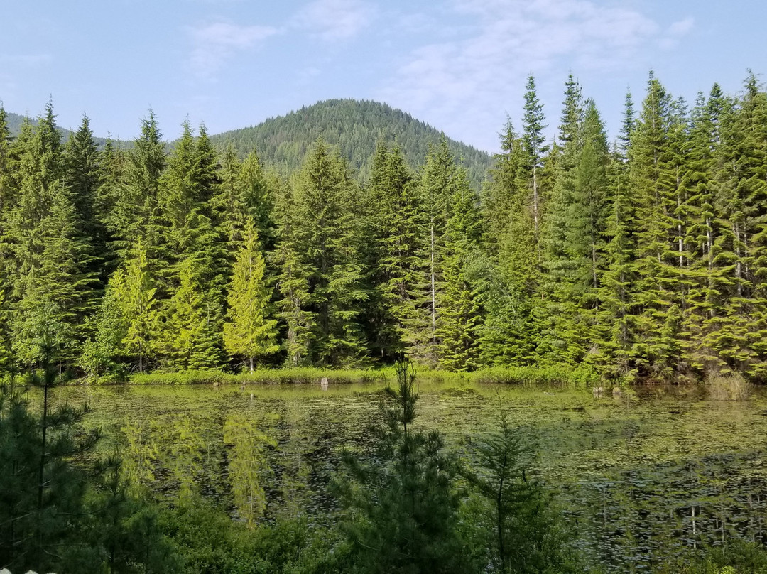 Amber Bear Inn主图