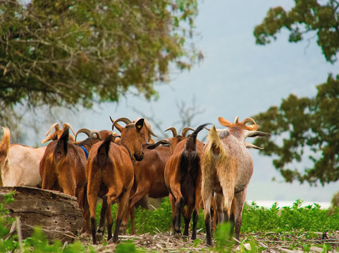 Horesh goat cheese-Kiryat Tivon必去景点
