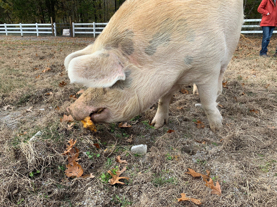 Gentle Barn-诺克斯维尔必去景点