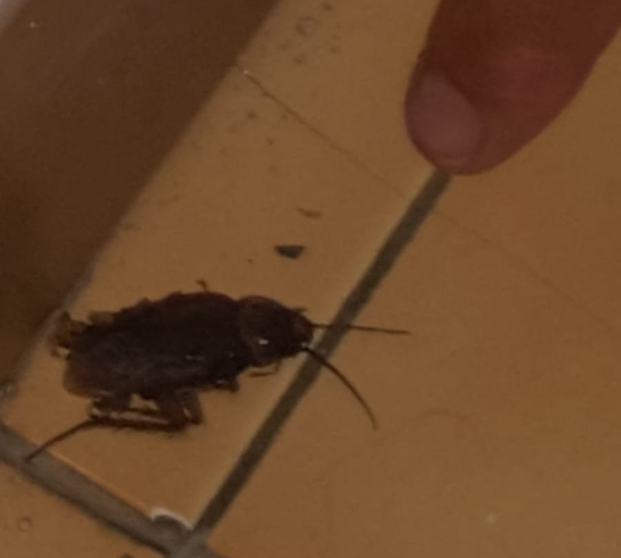 Carlota Apartments主图