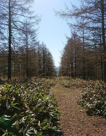 Kitanemuro Ranch Way-中标津町必去景点