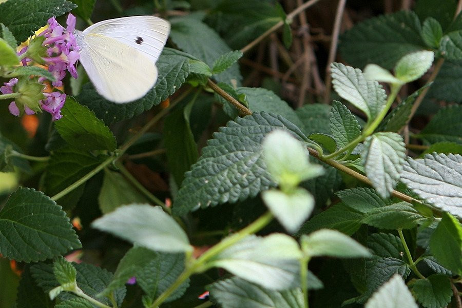 Hampyeong Expo Park - Butterfly Insect Ecosystem-咸平郡必去景点