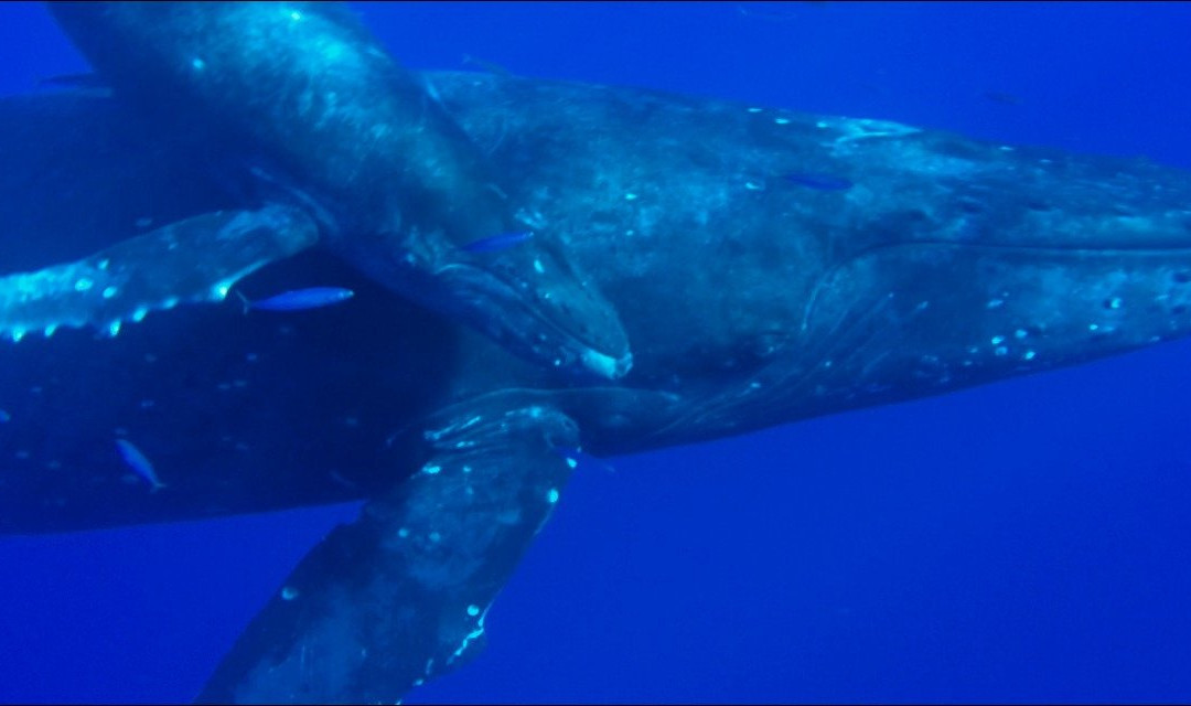 Island Star Excursions-怀露库必去景点