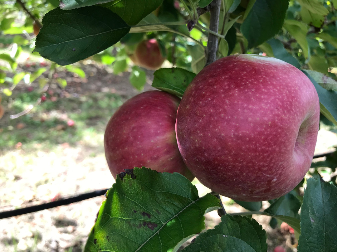 Appleshack at Glenbernie Orchard景点图片