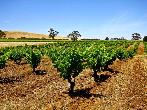 South Australia Tours