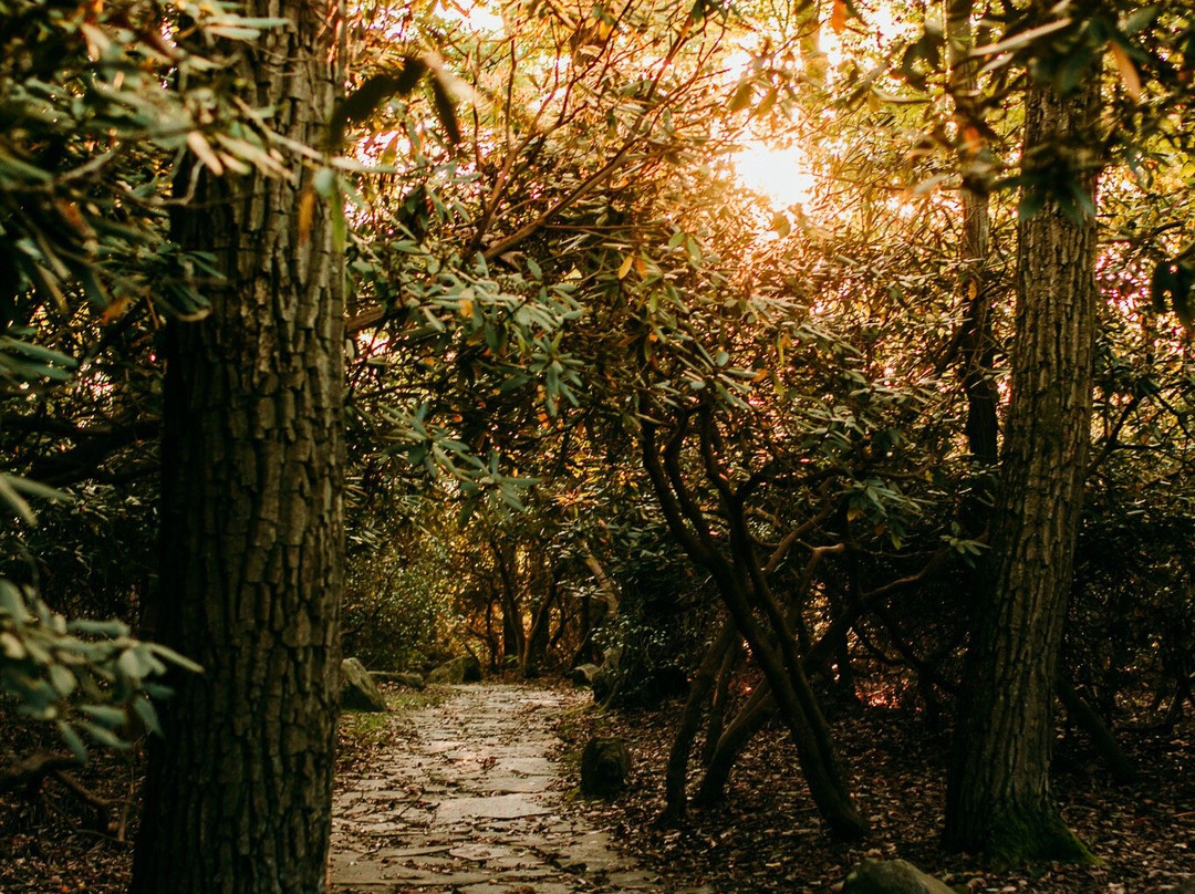 Coopers Rock State Forest景点图片