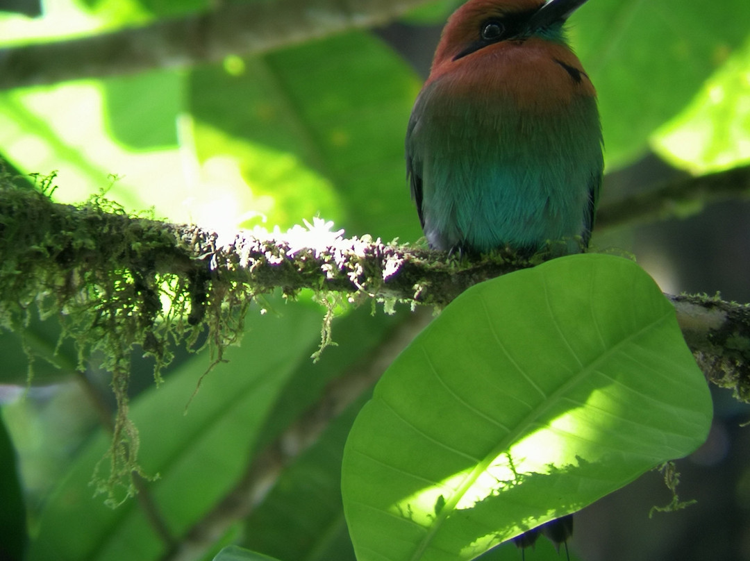 Mistico Arenal Hanging Bridges Park景点图片