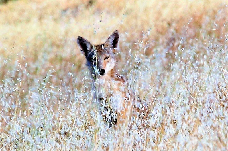 Brannan Island State Park-Rio Vista必去景点