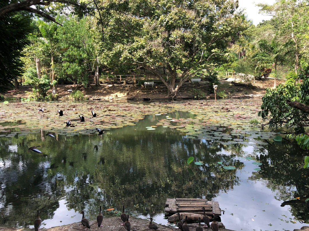 Pointe-à-Pierre Wildfowl-特立尼达必去景点