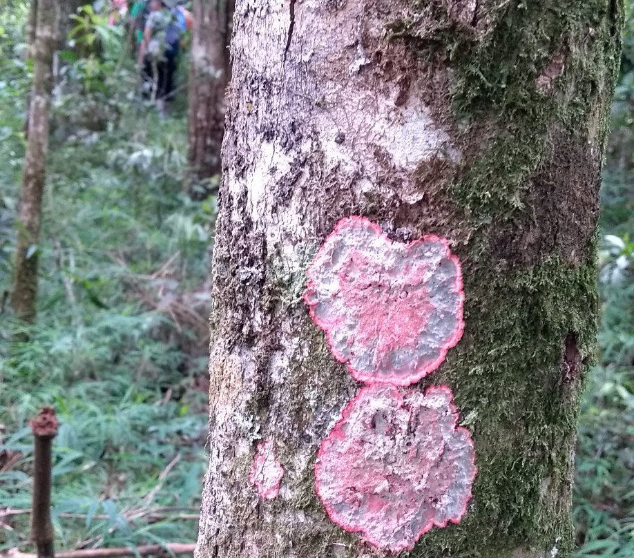 Pedra Bonita-Goncalves必去景点