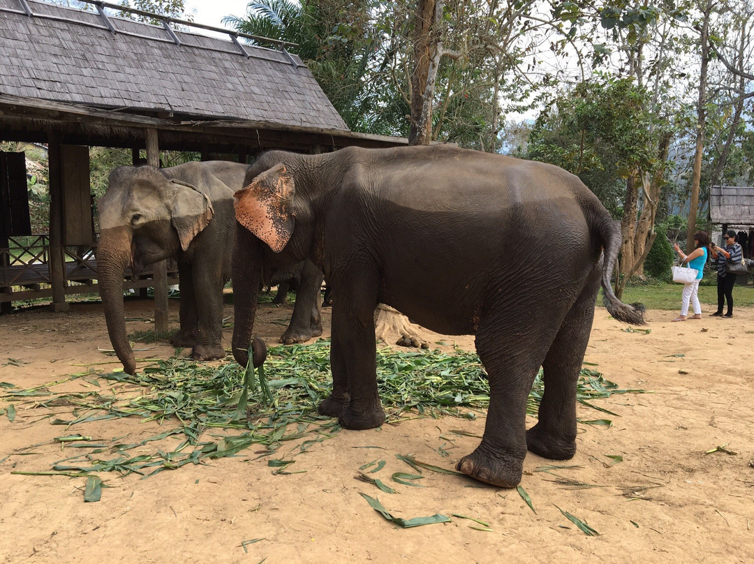 Elephant Village Sanctuary & Resort景点图片