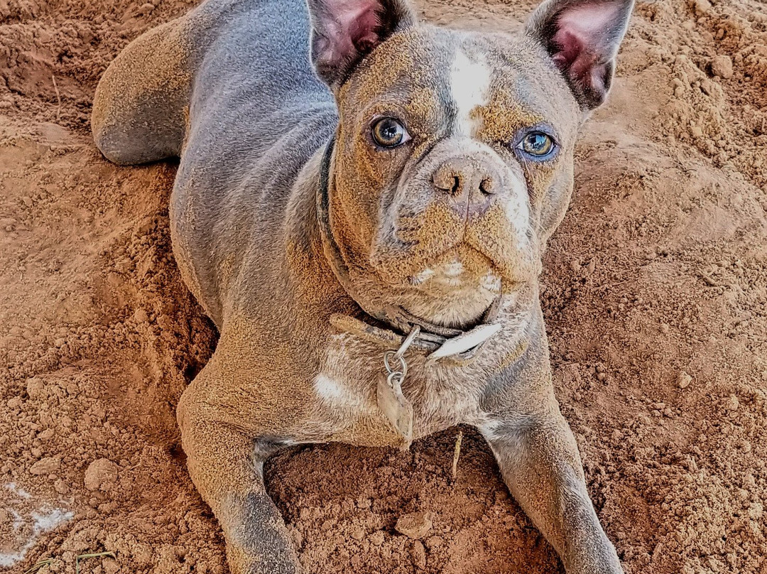 Shreveport Dog Park-什里夫波特必去景点