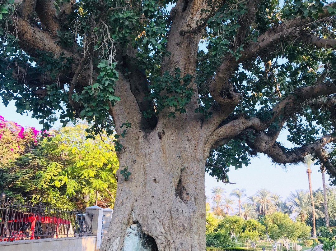 Zaccheus' Tree景点图片