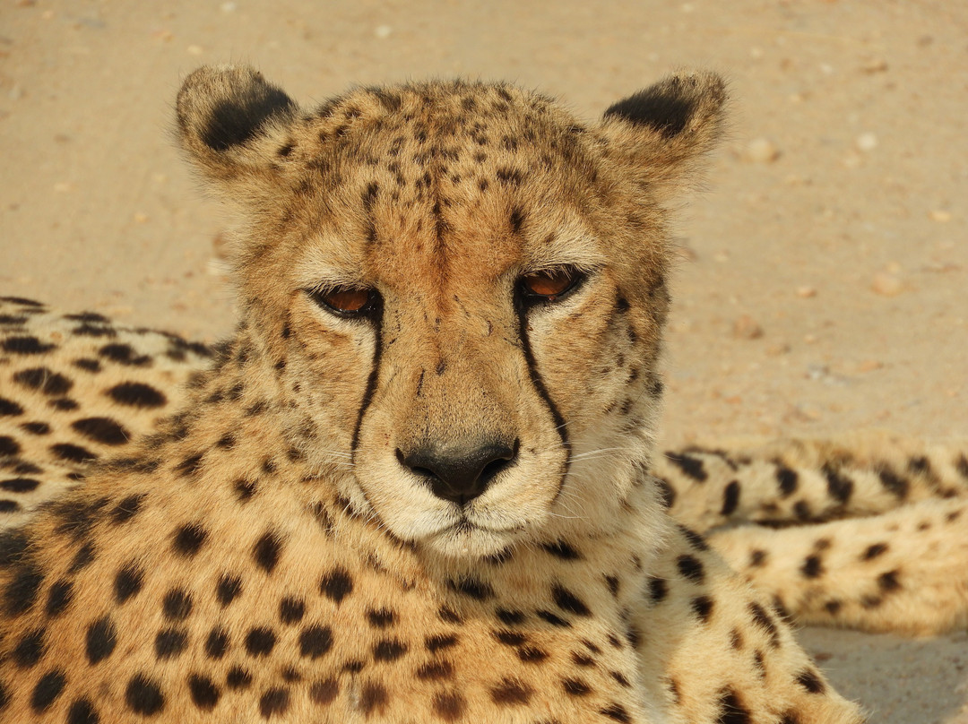 Flight of the Eagle Safaris & Tours-三图里恩必去景点