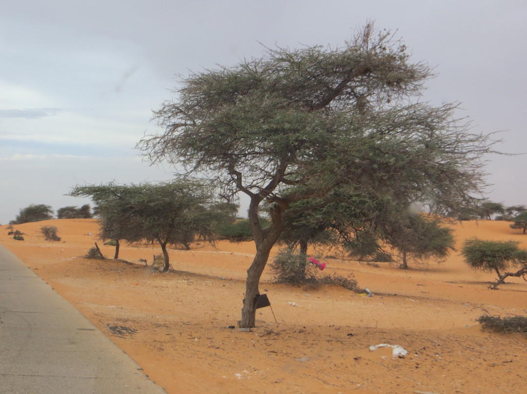 Trarza Region旅游攻略图片