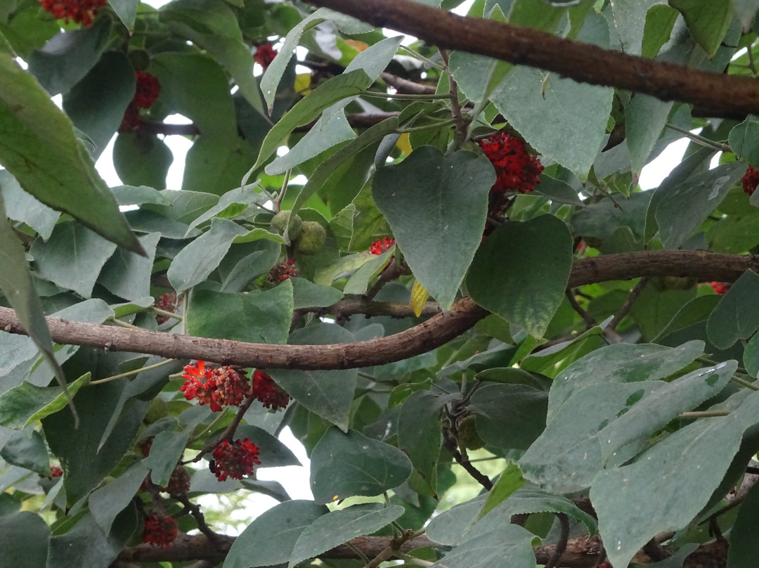 万寿园-荆州市必去景点
