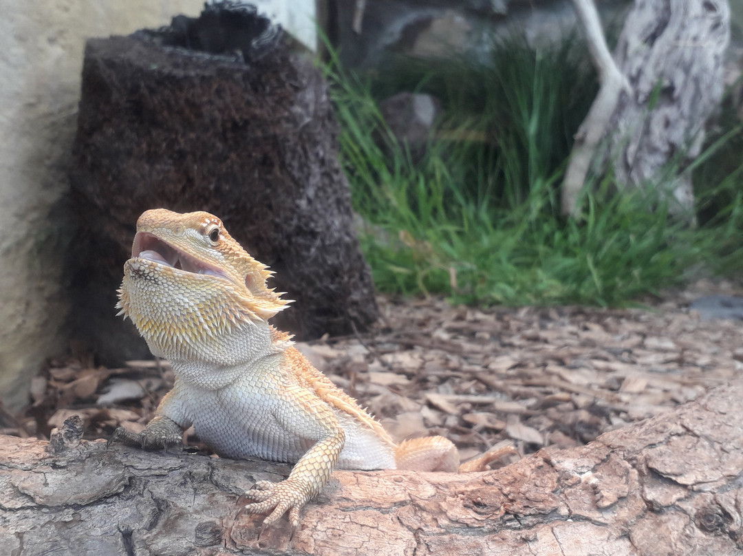 Reptile Park-瓦卡沃夫必去景点