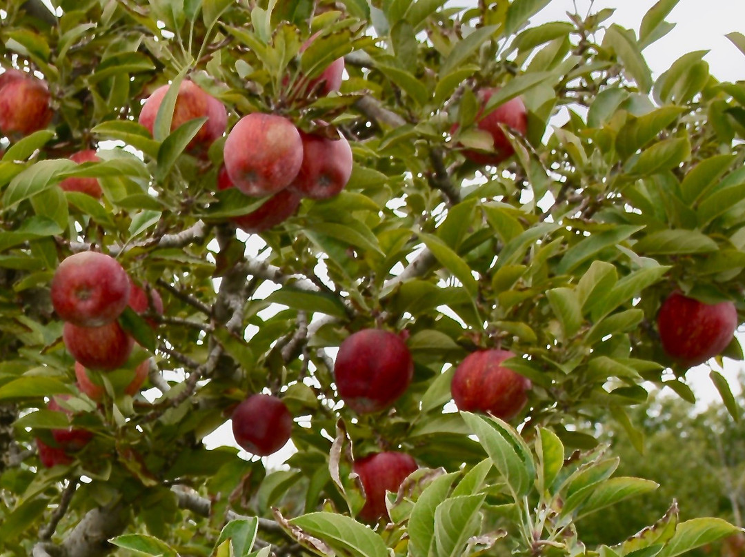 Apple Castle景点图片