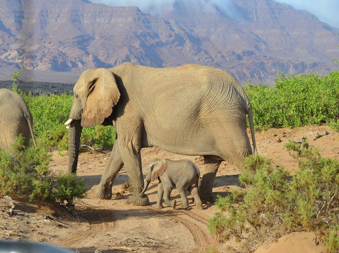 EHRA - Elephant Human Relations Aid-斯瓦科普蒙德必去景点