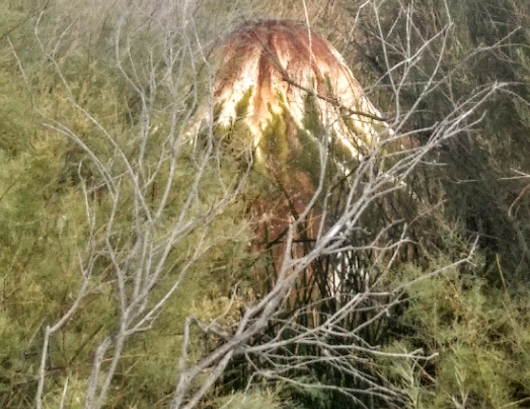 Fly Geyser-Gerlach必去景点