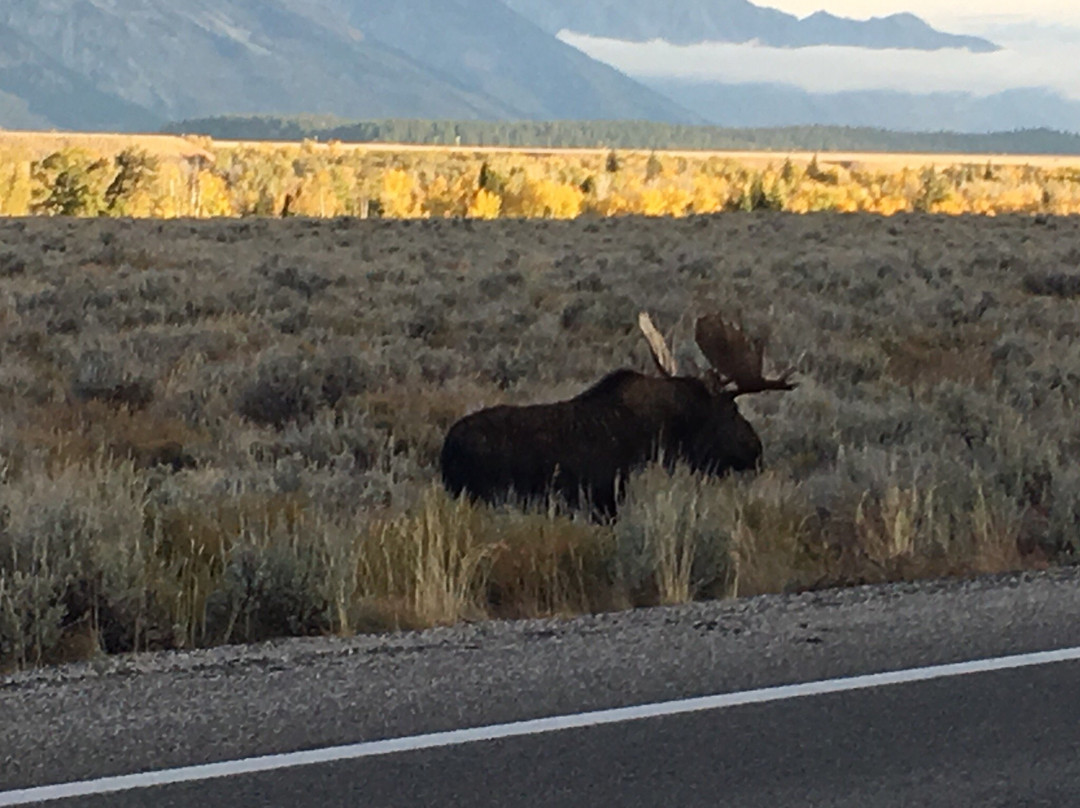 Wild Things of Wyoming景点图片