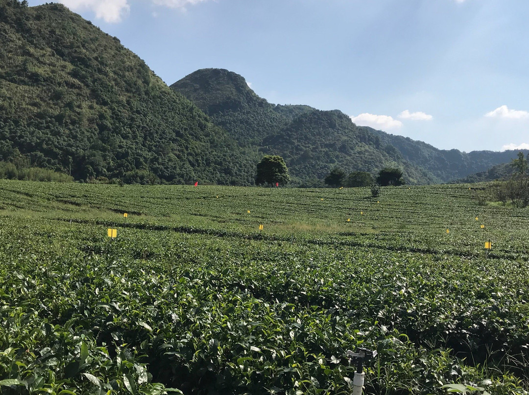 英德茶叶世界-英德市必去景点