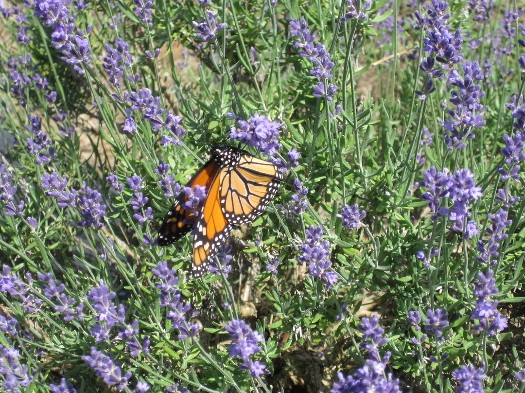 Lavender Fields Farm景点图片