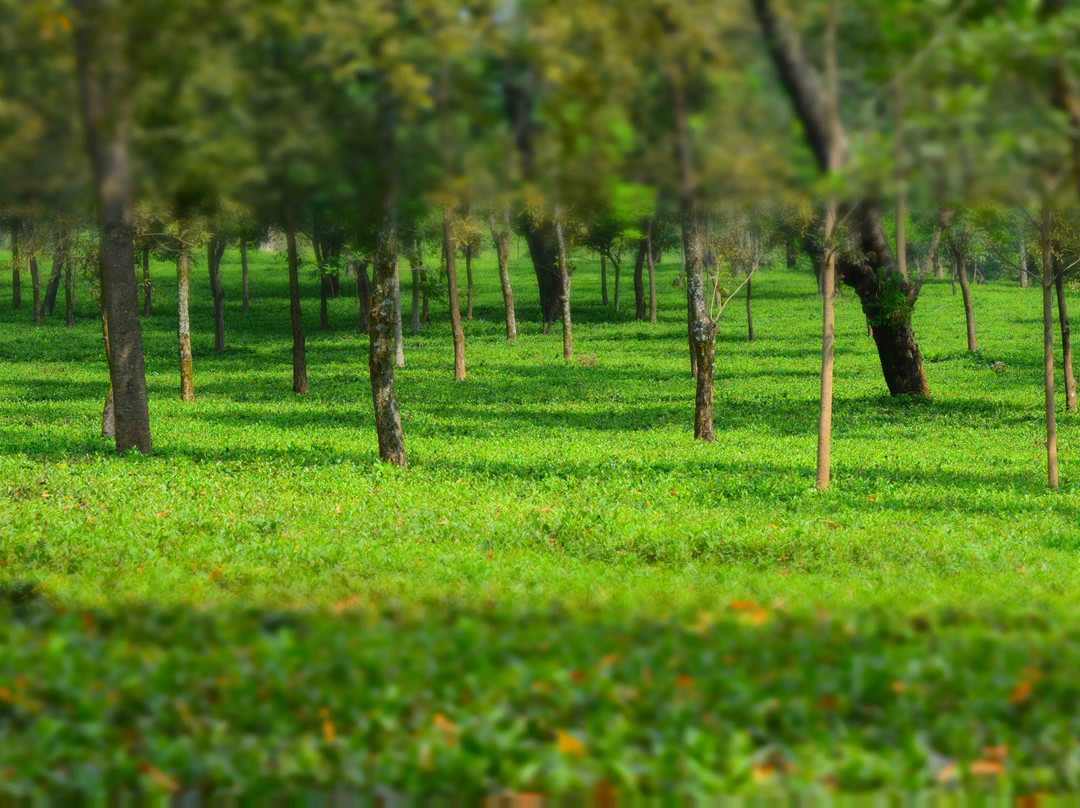Wah Tea Estate景点图片