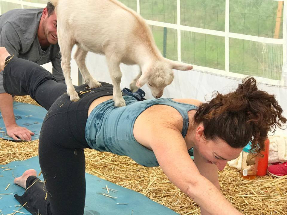 Oringal Goat Yoga-New York景点图片