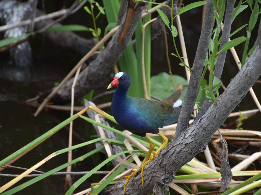 Everglades River of Grass Adventures-奥乔皮必去景点