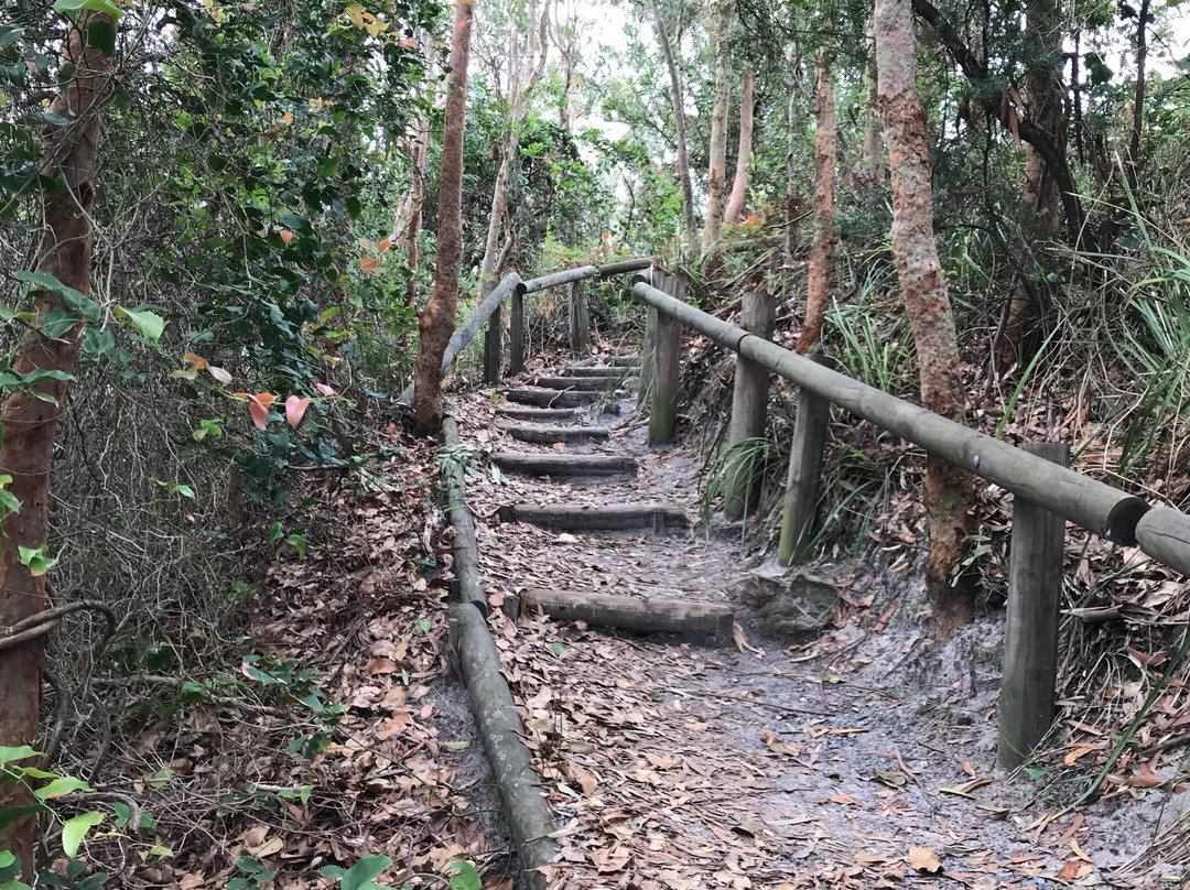 Koala Reserve Mangrove Boardwalk-柠檬树路必去景点