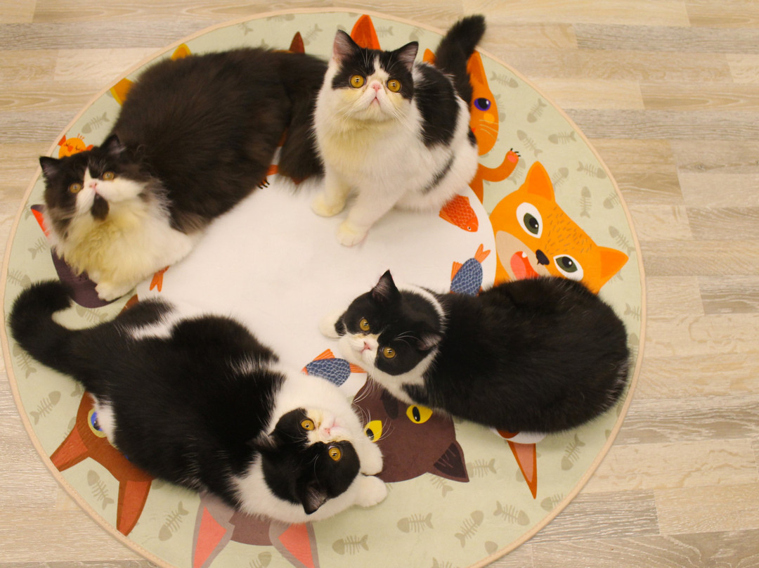 拉央拉央旅游景点-Cat Studio & Café at Pet Paradise