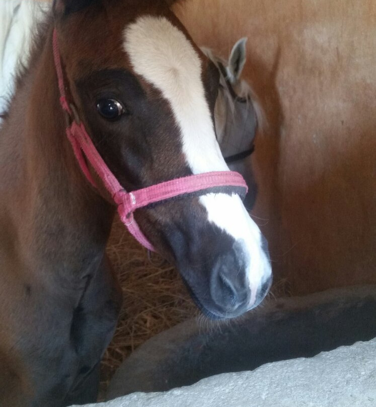 Cairo Horse Riding School