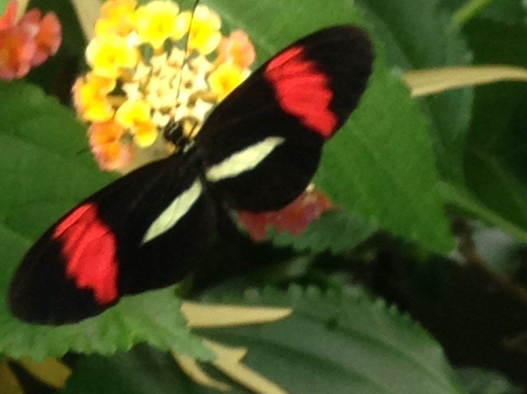 Victoria Butterfly Gardens景点图片