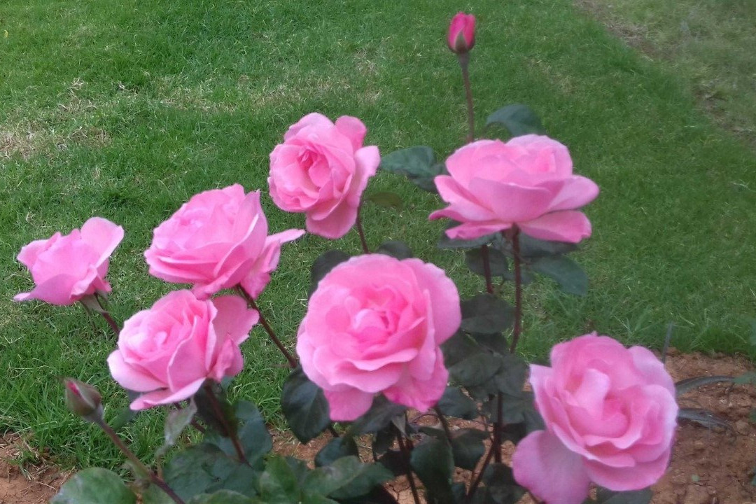 Wild Horizon Retreat主图