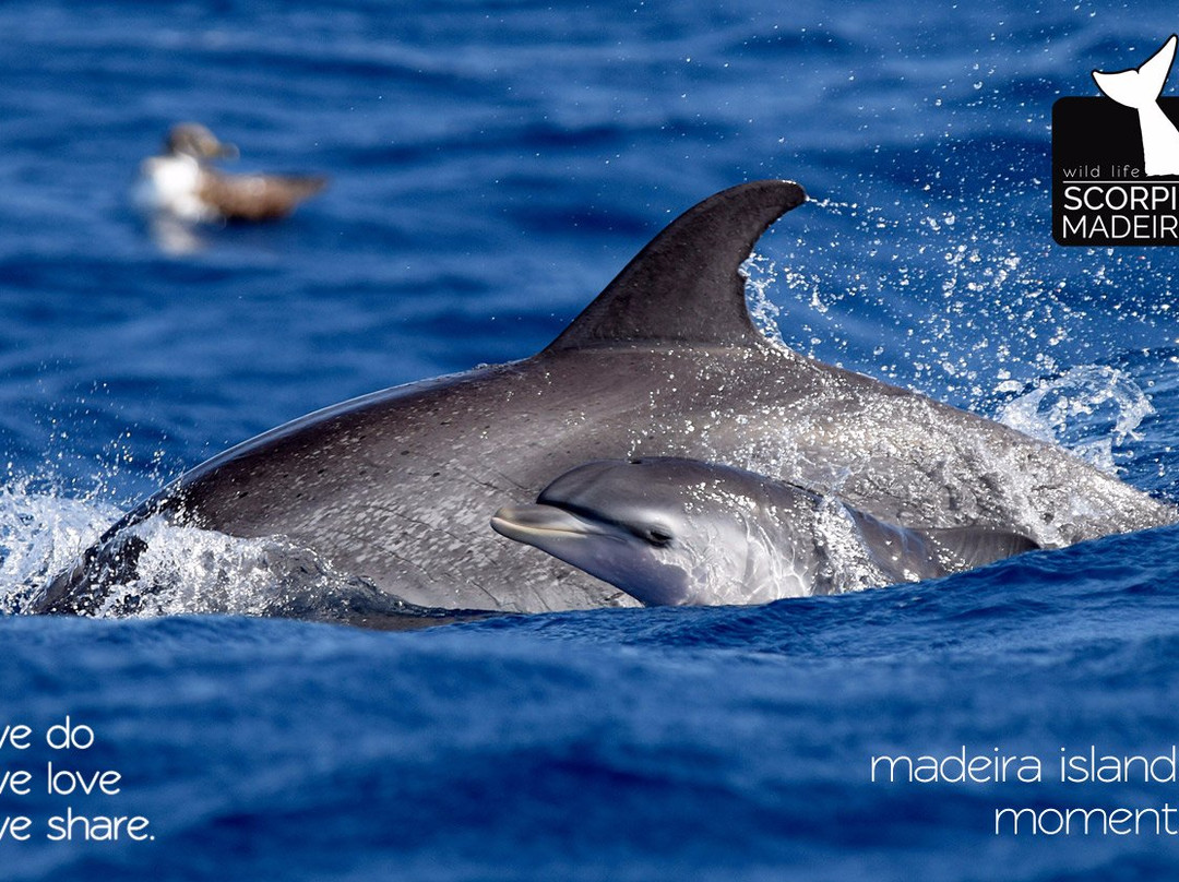 Scorpio Madeira Wild Life景点图片