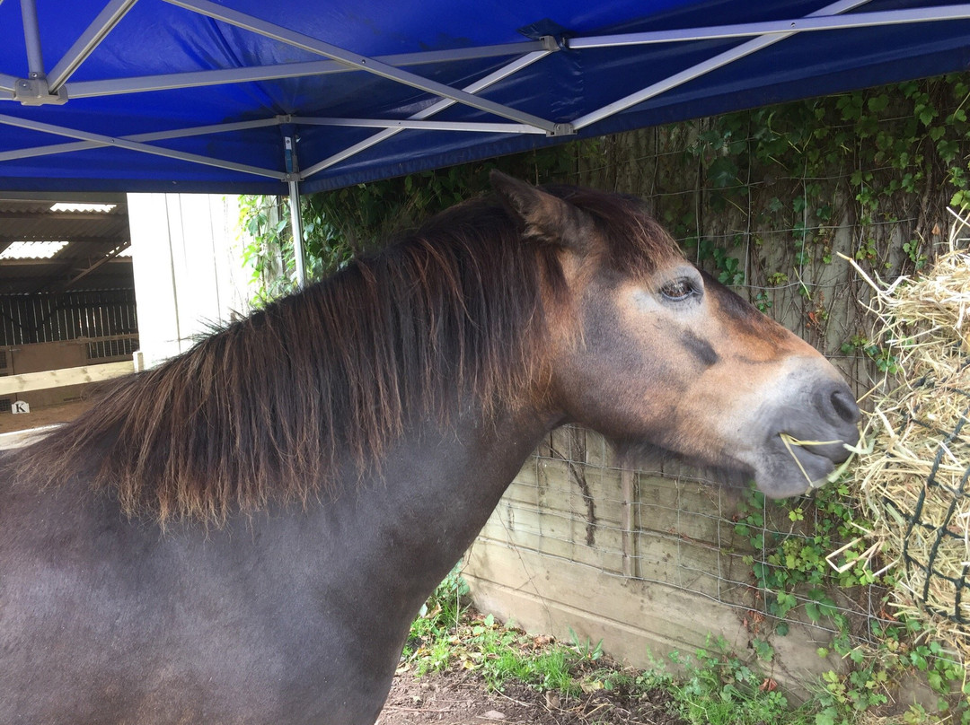 Exmoor Pony Centre景点图片