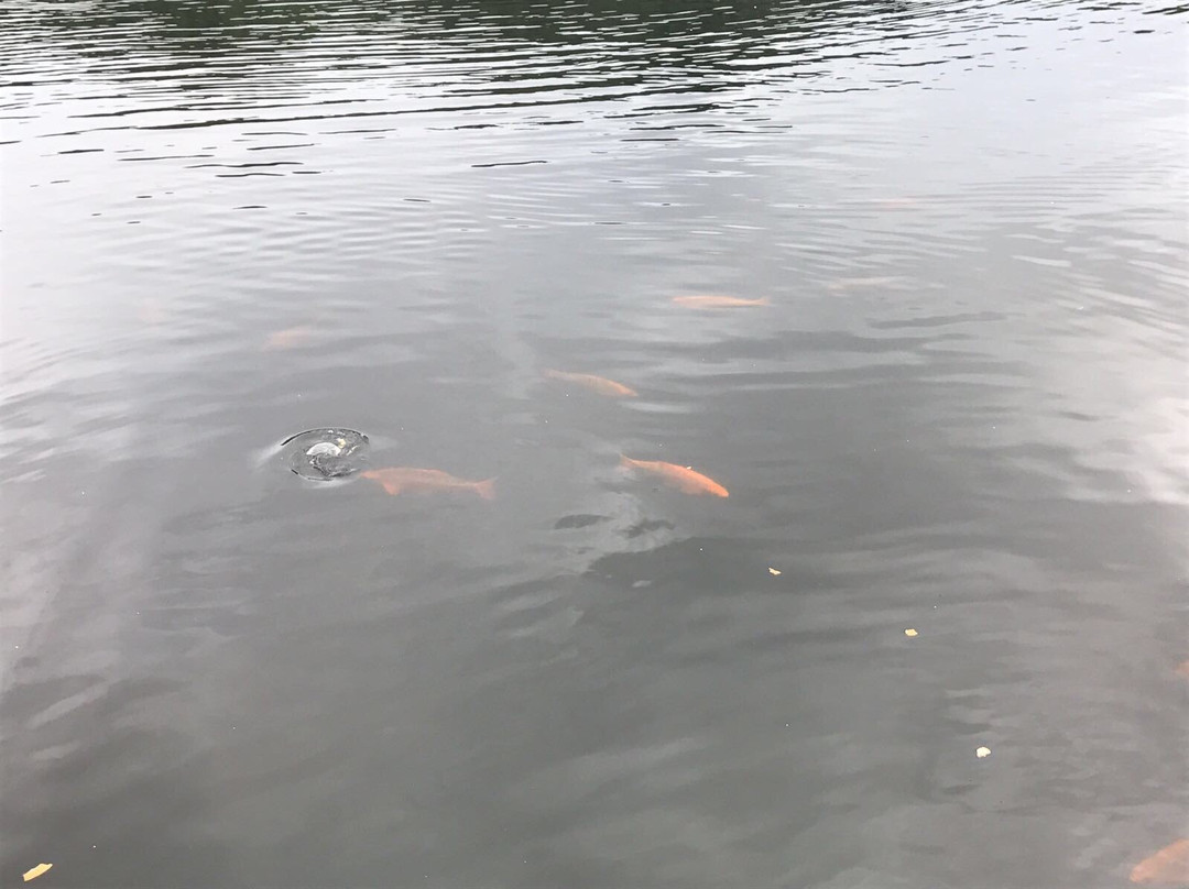 The Goldfish Lake景点图片