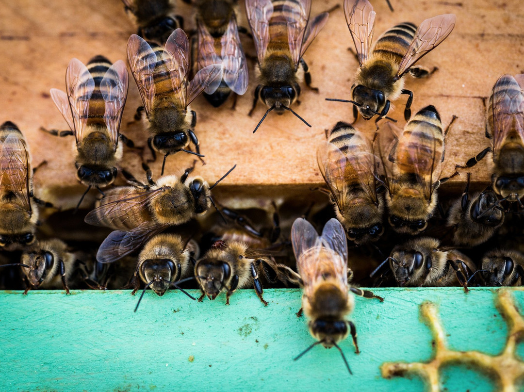 The Tasmanian Honey Company景点图片