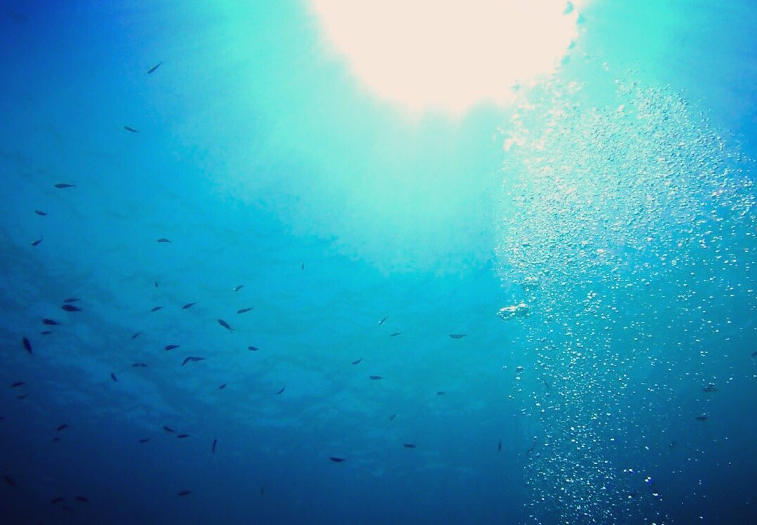 Max Shark Diving-Isola del Giglio必去景点