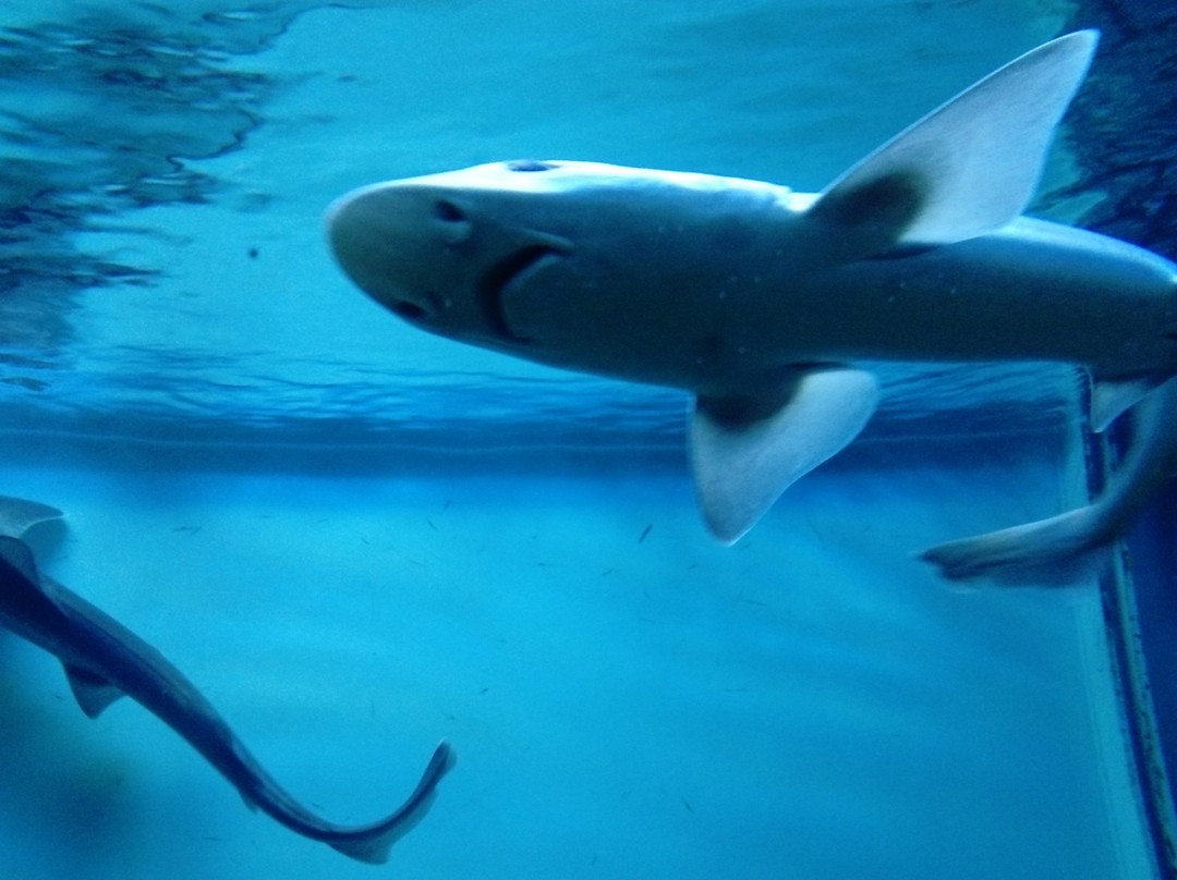 Adriatic aquarium Baška-Baska必去景点