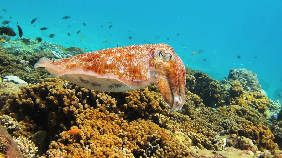 PADI Diving Center Diversaint-Wichit必去景点