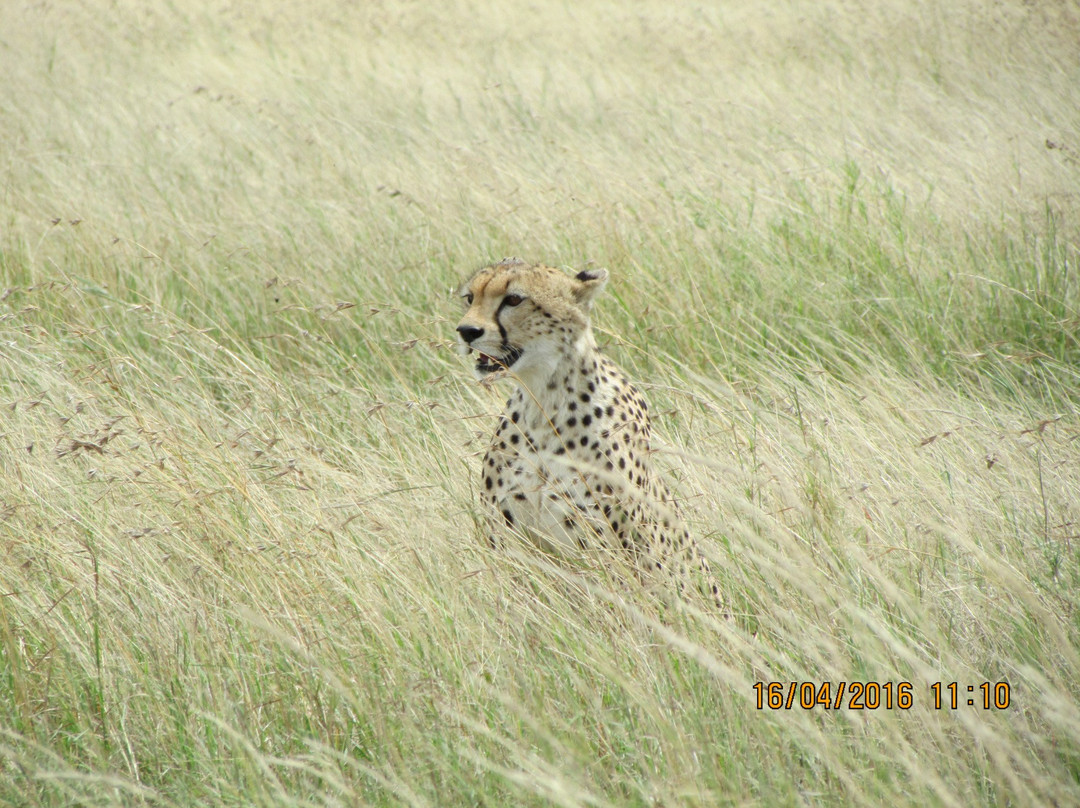 Africa Safari Agency-阿鲁沙国家公园必去景点